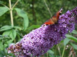 Buddleia