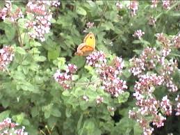Marjoram