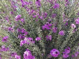 Perennial Wallflower