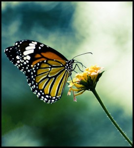 butterfly