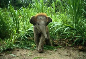 baby-asian-elephant
