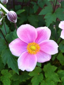 Silent Sunday