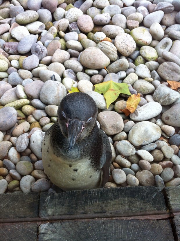 silent sunday penguin