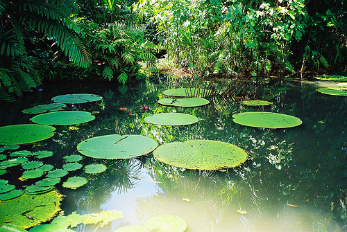 Amazon Forest- Brazil