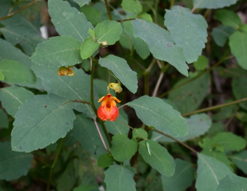 jewelweed poison ivy