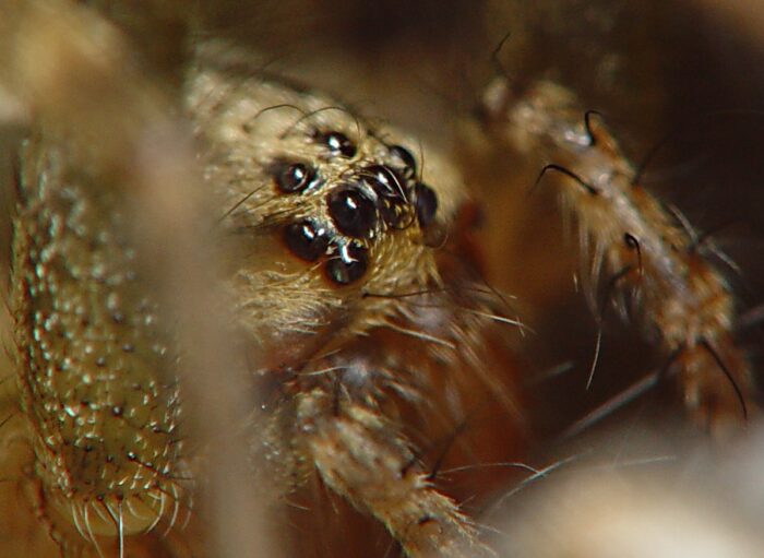DSC08942_spider_crop_usm