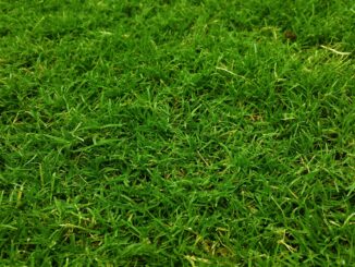 Which type of grass is best for your garden?