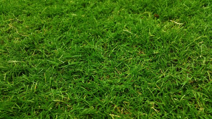 Which type of grass is best for your garden?