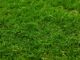 Which type of grass is best for your garden?