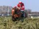 Tiger Roll Grand National