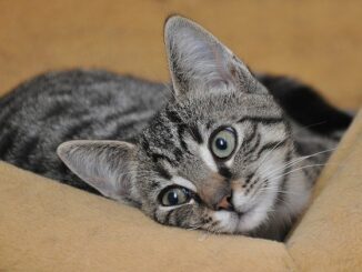 taking photos of our pets - photo of a cat in a box