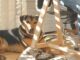 Mental Health Experts Claim Our Dogs 'Make Us Happier' While Working From Home- animal canine casual chair