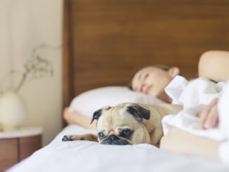 bed bedroom cute dog