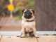 pawn pug sitting on beige floor