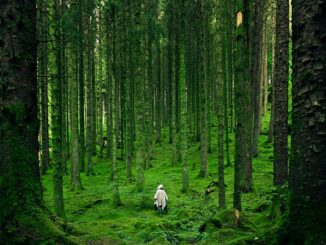 person walking between green forest trees - Great Britain's Top 20 Towns and Cities for Escape into Nature