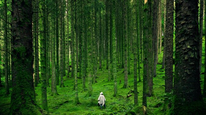 person walking between green forest trees - Great Britain's Top 20 Towns and Cities for Escape into Nature
