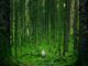 person walking between green forest trees - Great Britain's Top 20 Towns and Cities for Escape into Nature