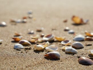 selective focus photography of shells on sand