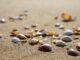 selective focus photography of shells on sand