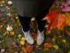 person standing on fallen leaves - The best UK cities to visit in the autumn