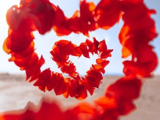 A lockdown love story... red flower on white sand