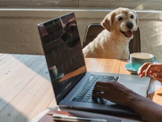 take you dog to work - faceless black lady working remotely on laptop near dog