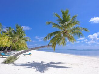 photo of coconut trees on seashore