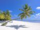 photo of coconut trees on seashore