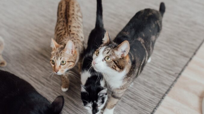 pet cats on the floor