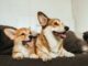 Petplan offers advice on keeping our pets safe this BBQ season 