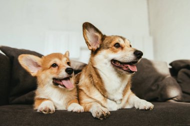 Petplan offers advice on keeping our pets safe this BBQ season 