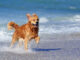The RNLI and canine behaviourist share how to keep your dog safe by the coast this Autumn