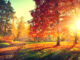 UK set for most colourful autumn in years, experts reveal top forests to visit