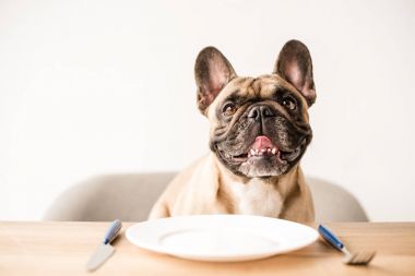 Dog food prices set to rise 50% by 2035, forecast shows