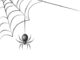 Spider Season: Natural and Eco-friendly 10p Hack to Keep Spiders Out of Homes