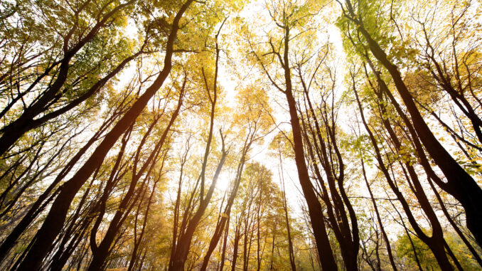 An Expert's Guide to 2025 “Foliage” Hotspots