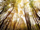 An Expert's Guide to 2025 “Foliage” Hotspots