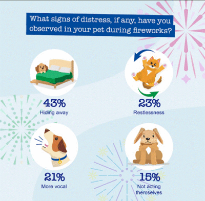 null Petplan shares tips for keeping pets calm this fireworks season