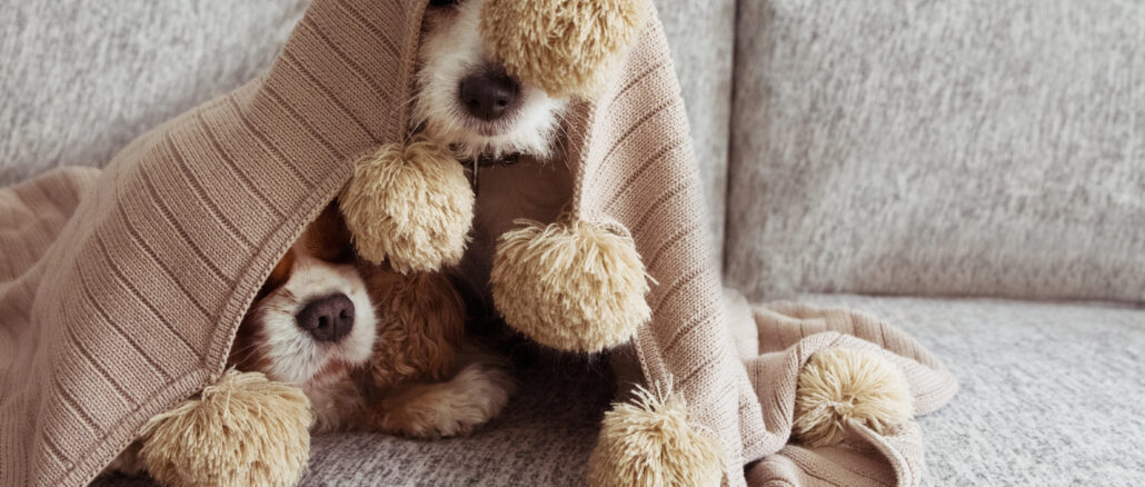 Petplan shares tips for keeping pets calm this fireworks season