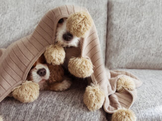 Petplan shares tips for keeping pets calm this fireworks season