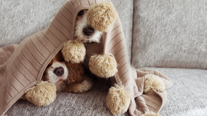 Petplan shares tips for keeping pets calm this fireworks season