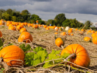 Where to Pick Pumpkins with the Kids in 2025
