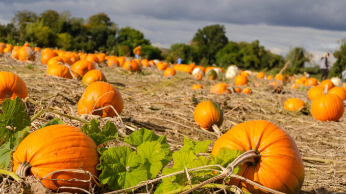 Where to Pick Pumpkins with the Kids in 2025