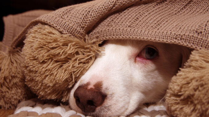 Here’s how to keep your pets safe on Bonfire Night