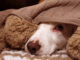 Here’s how to keep your pets safe on Bonfire Night