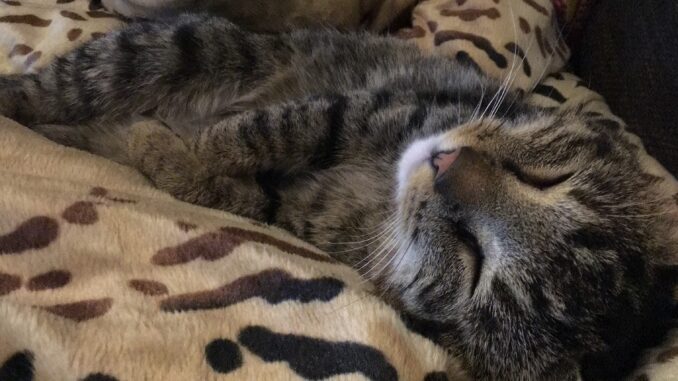 New research uncovers co-sleeping's impact on owners and pets