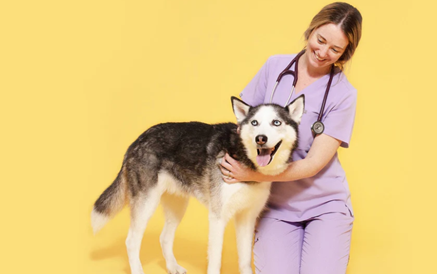 Why Dogs Are the Ultimate Boost for Your Wellbeing
