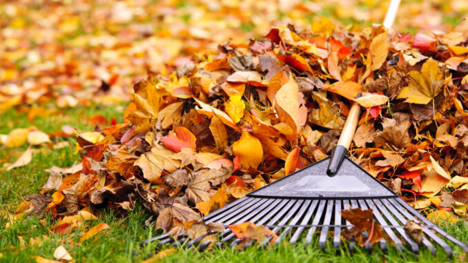 Autumn Garden Mistakes to Avoid