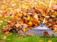 Autumn Garden Mistakes to Avoid