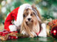Dogs get the full family Christmas treatment